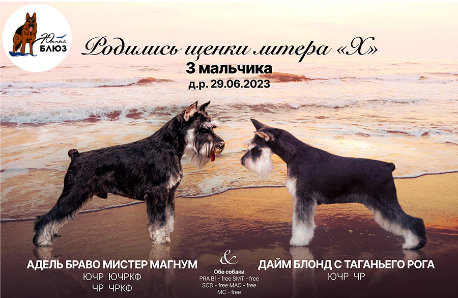 Продаются щенки цвергшнауцера в Новороссийске